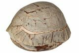 Inflated Fossil Tortoise (Stylemys) - South Dakota #192060-1